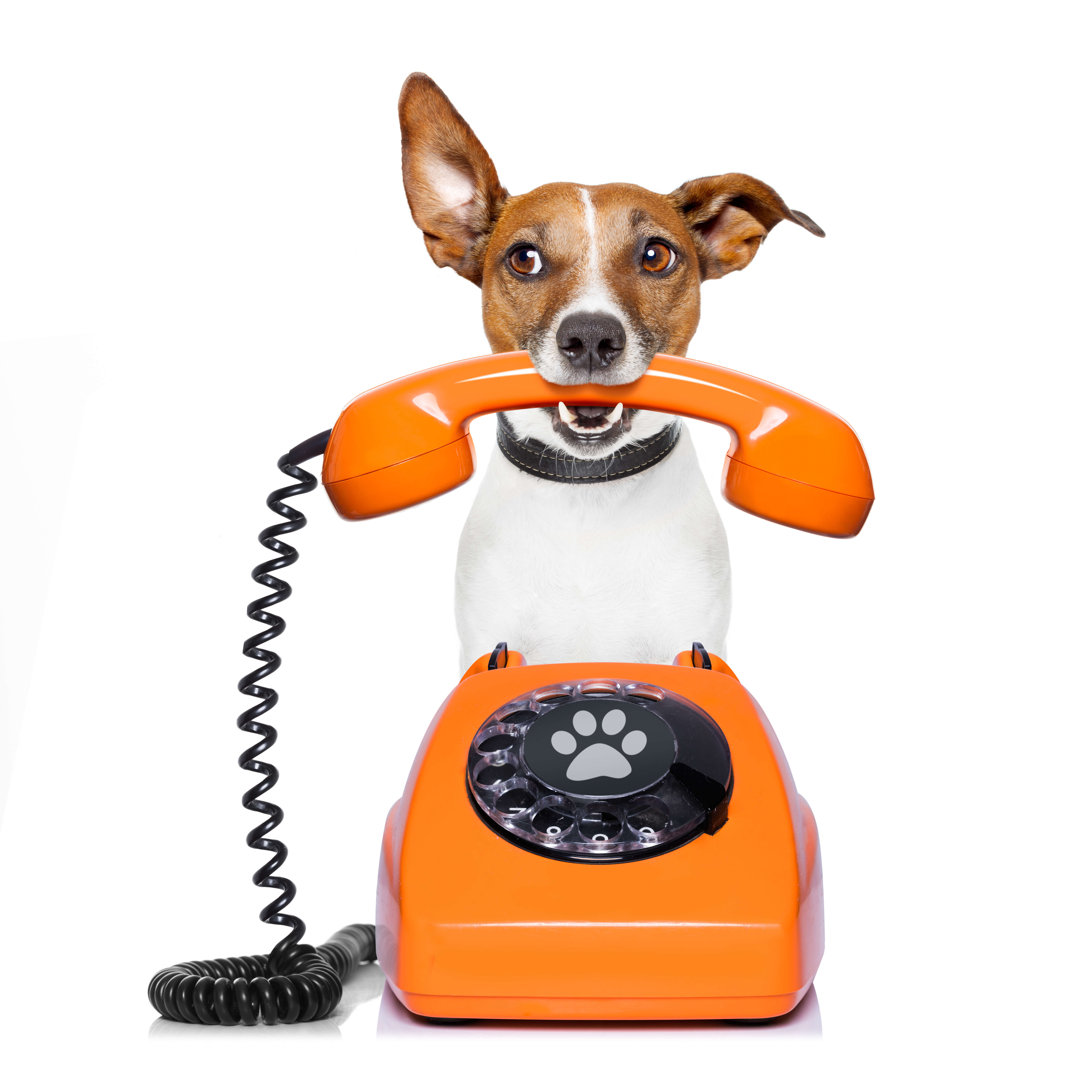 Jack Russell holding phone wanting you to give us a call!