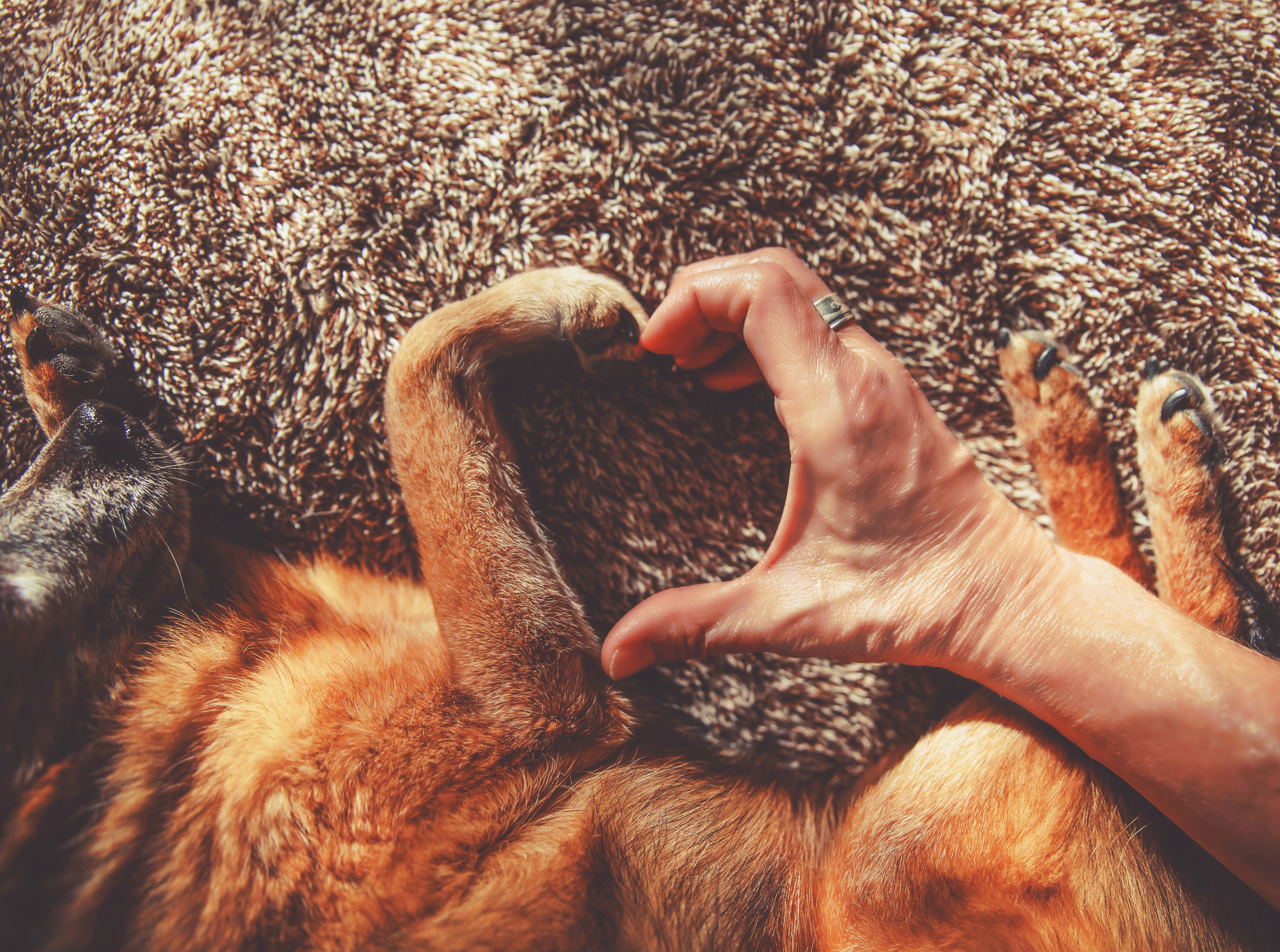 Man holding paw of dog forming a part