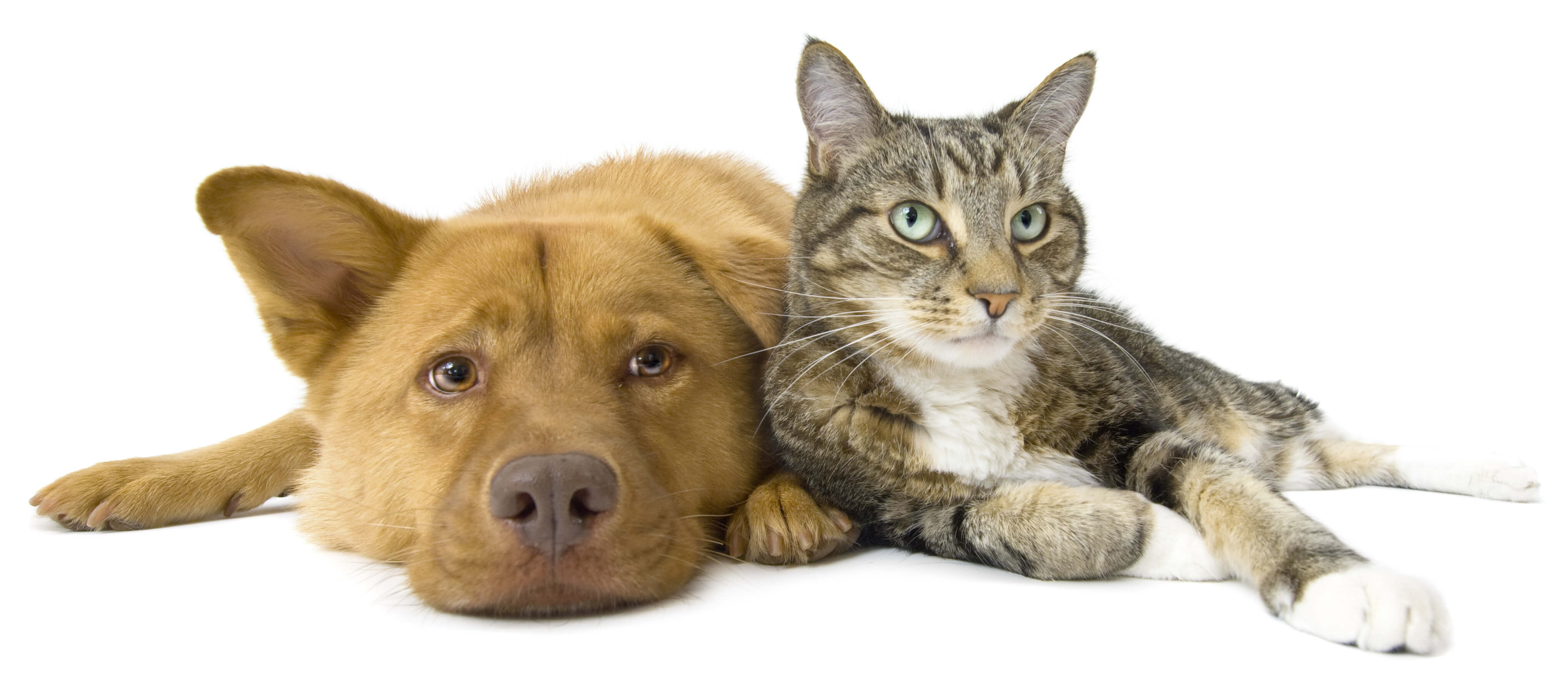 Cat and dog side by side